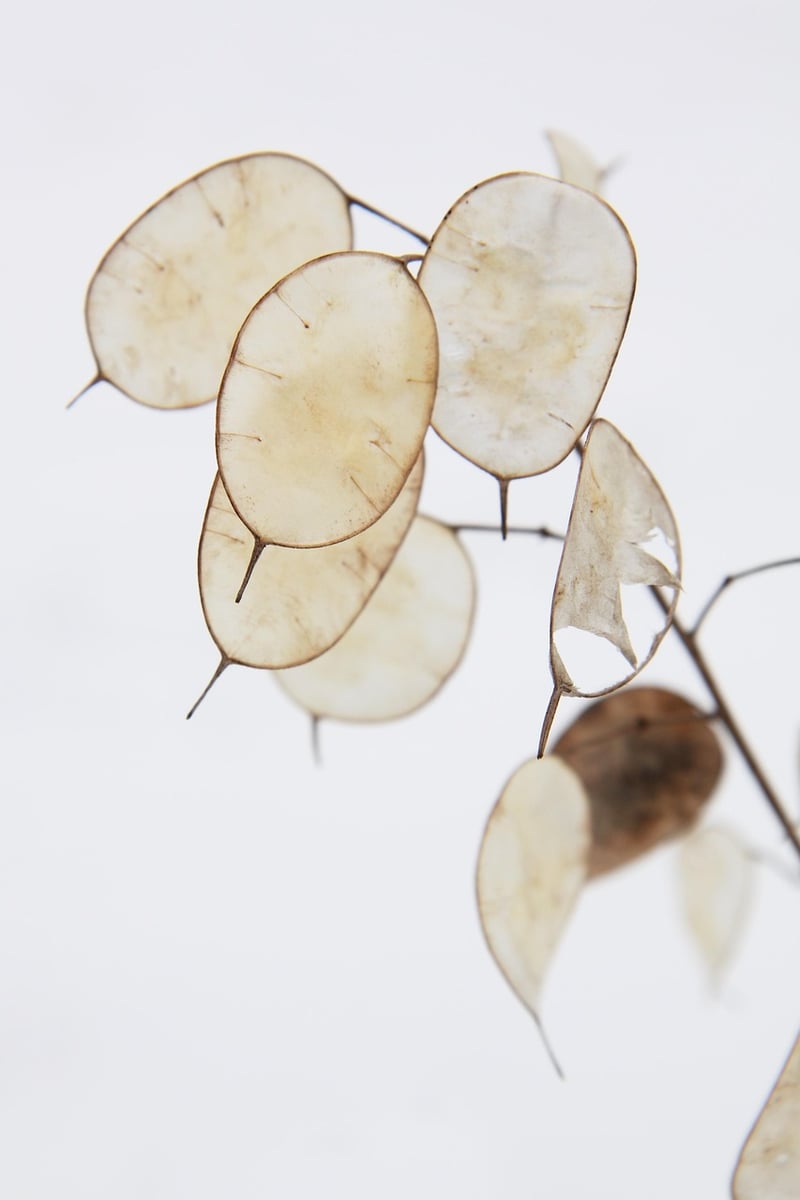 Silver Dollar Plant
